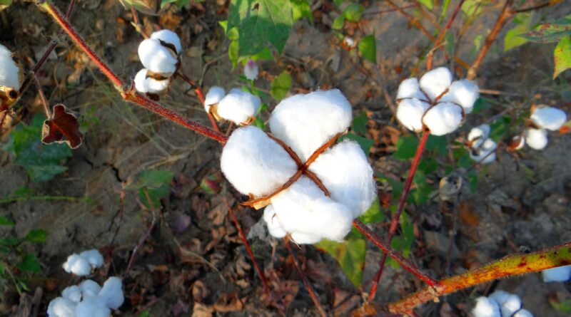 Le coton biologique